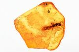 Detailed Fossil Twig-Dwelling Ant (Pseudomyrmecinae) In Baltic Amber #294352-1